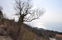 Два участка с панорамным видом на море Близикуче  (Будванская Ривьера)
