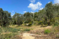Урбанизированные земельные участки в маслиновой роще в Сутоморе