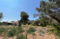 Урбанизированные земельные участки в маслиновой роще в Сутоморе