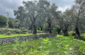 Четыре новые виллы в маслиновой роще в городе Бар