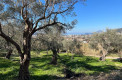 Четыре новые виллы в маслиновой роще в городе Бар