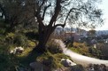 Участок  с маслиновыми деревьями, находится выше Бара, место Курило.