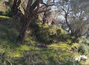 Участок  с маслиновыми деревьями, находится выше Бара, место Курило.